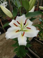 [4527 VH03 No02.JPG]